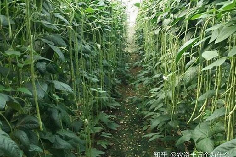 夏季大棚豆角锈病防治的关键策略