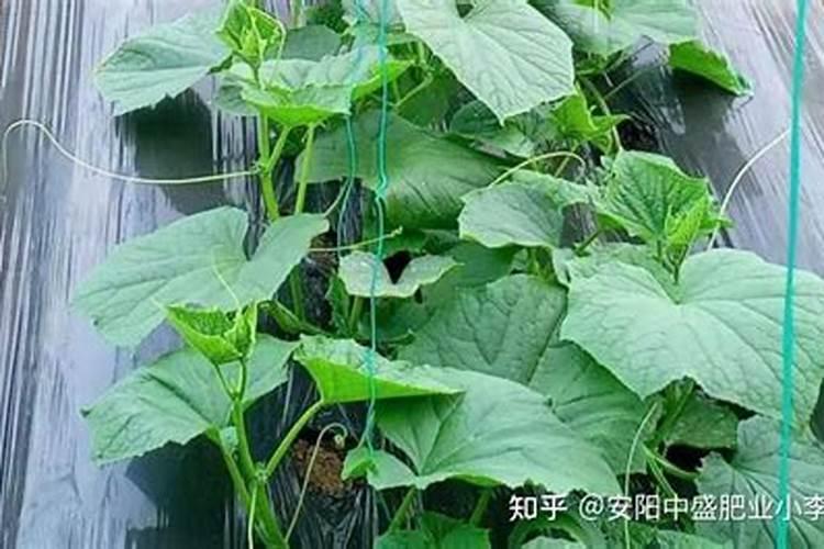 早黄瓜的苗期的管理