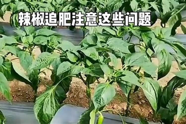 丰收的秘籍：科学施肥，让辣椒花果满园