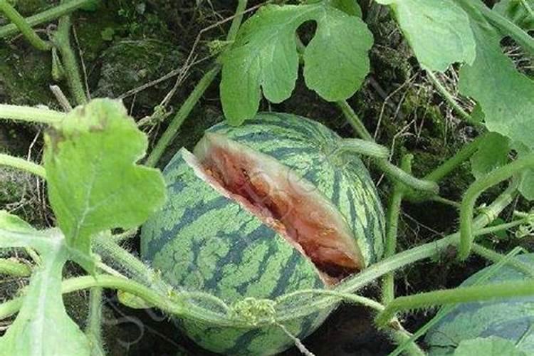 种植西瓜裂果是什么原因造成的？