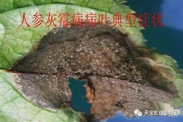 人参病虫害防治：传统与现代的结合艺术