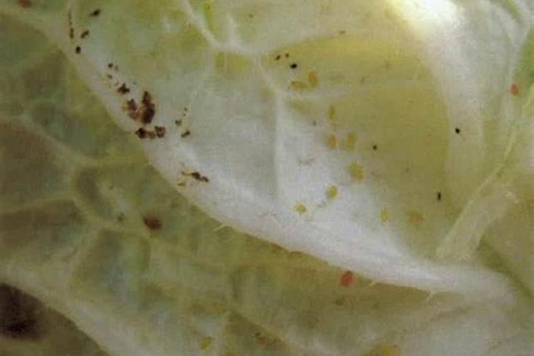 种大白菜如何防治桃蚜？