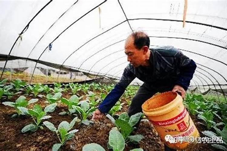 葡萄的营养盛宴：选择正确的肥料