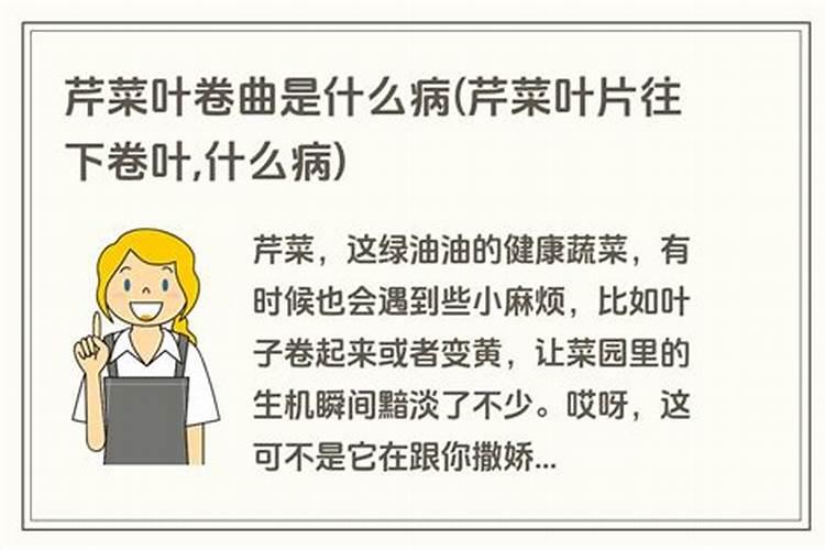 芹菜卷叶卷心是什么原因？