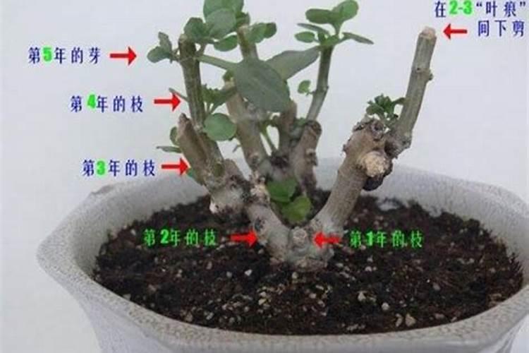 长寿花怎么摘心(长寿花摘心打顶步骤)