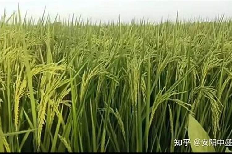 水稻生长后期施肥技术要点：确保丰收的关键步骤