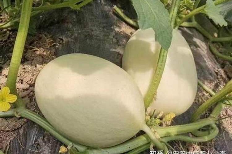甜瓜崩纹是什么原因，怎样预防甜瓜崩纹？