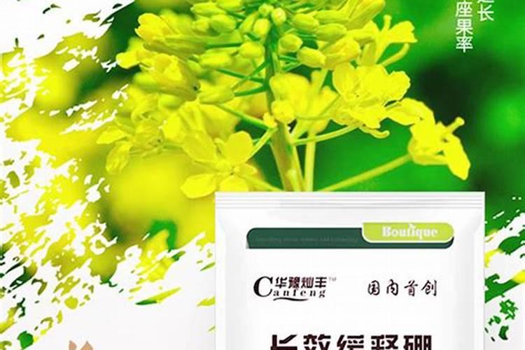 大姜死棵怎么回事？哪些原因导致大姜死棵？