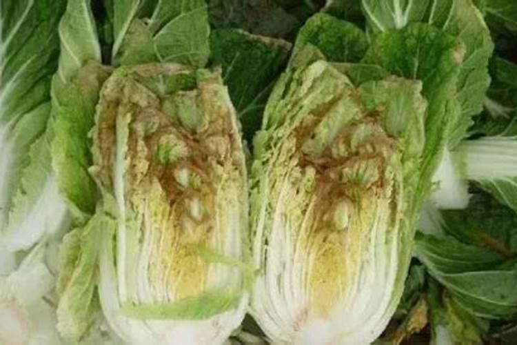 大白菜干芯，是什么原因？