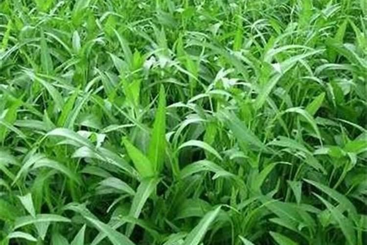 绿色盛宴：基本不打农药的7种健康蔬菜