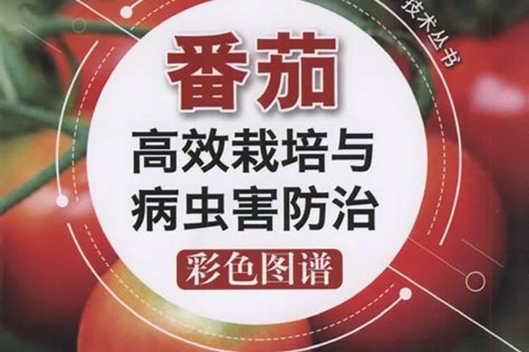 战胜番茄猝倒病：策略与实践