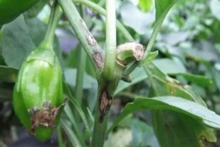专治辣椒炭疽病特效药,辣椒炭疽病图片及防治用什么药