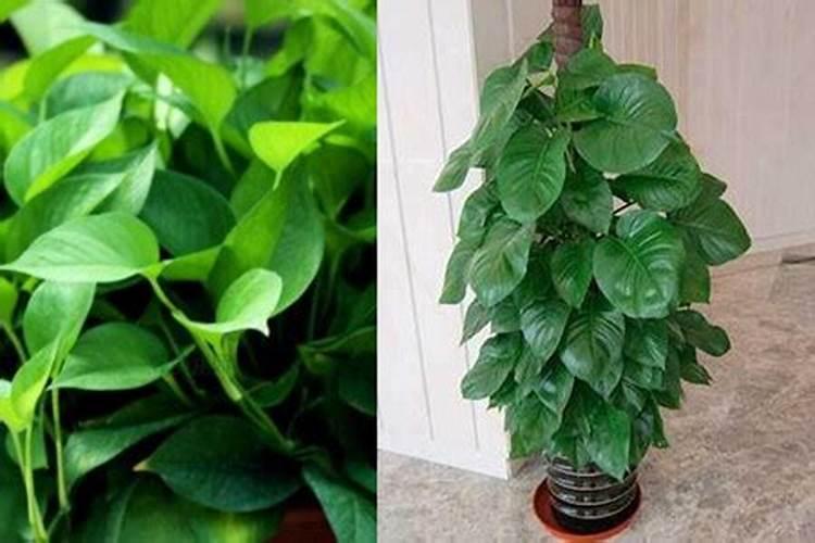 绿萝养殖：掌握这些方法和注意事项，让绿萝茁壮成长？