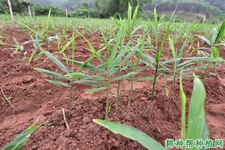 姜培土追肥的科学指南：关键要点与实操策略