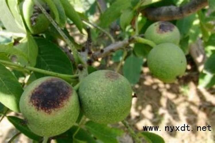 核桃种植过程中常见虫害有哪些？