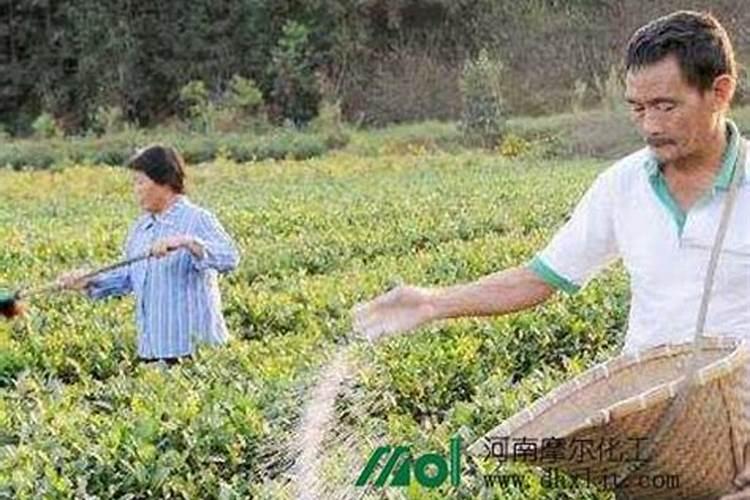 茶树抗旱减灾：叶面肥喷施技术的探索与实践