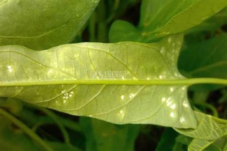 空心菜白锈病怎么防治？空心菜白锈病症状和防治方法
