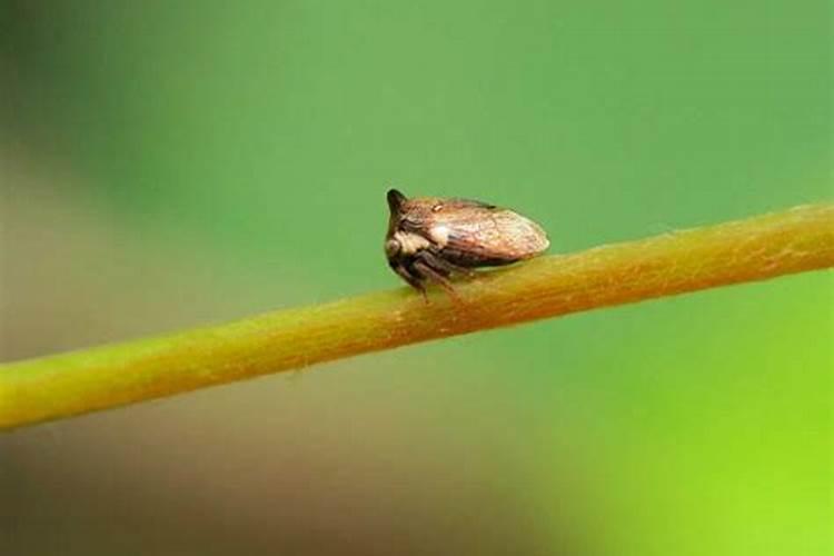 蘑菇病虫害防治：合理选用农药的策略
