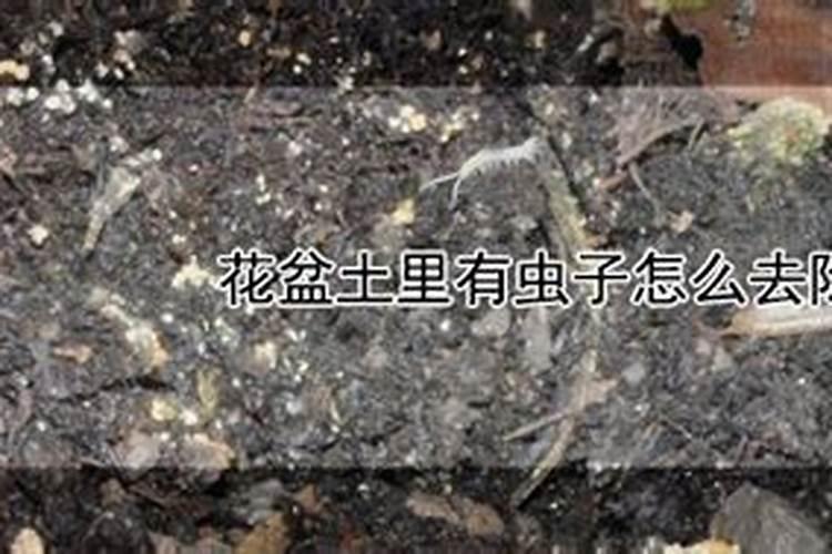 花盆里的虫子,怎么去除？