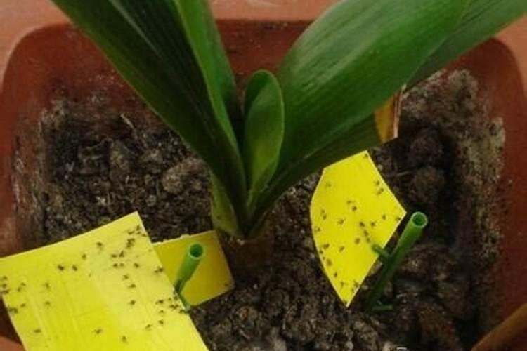 花盆里出小虫子怎么办？