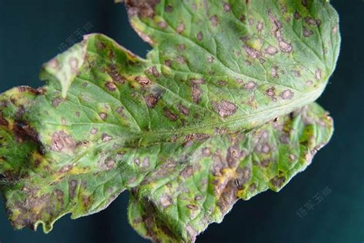 战胜番茄灰叶斑病：药剂防治的科学策略
