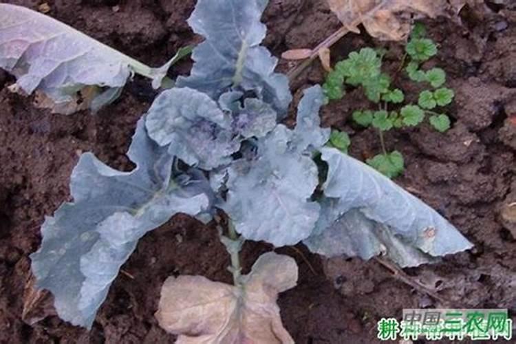 花椰菜软腐病如何防治？
