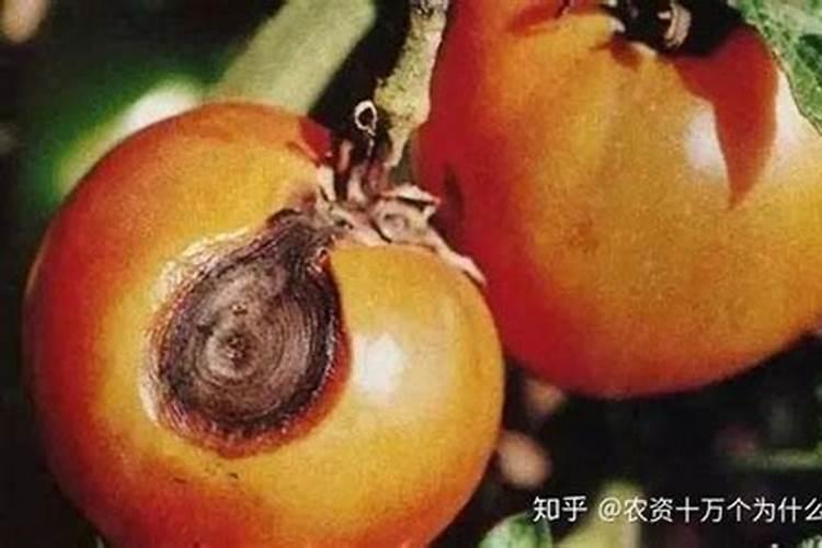 番茄烂果是怎么回事,应该如何防治？
