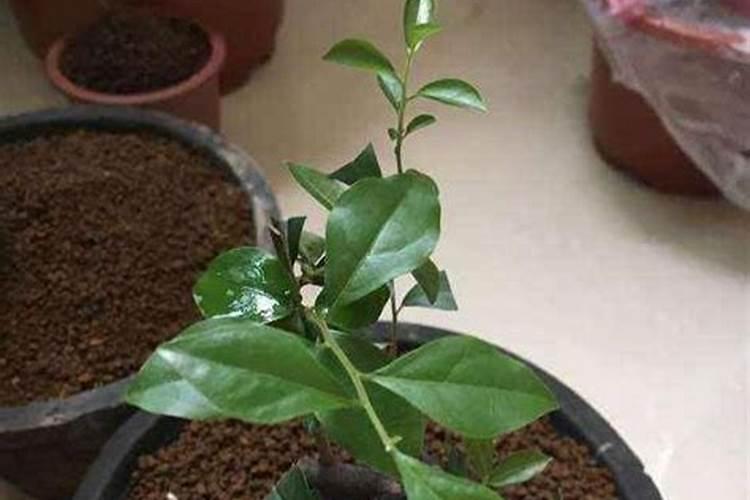 金弹子回芽能再发芽吗