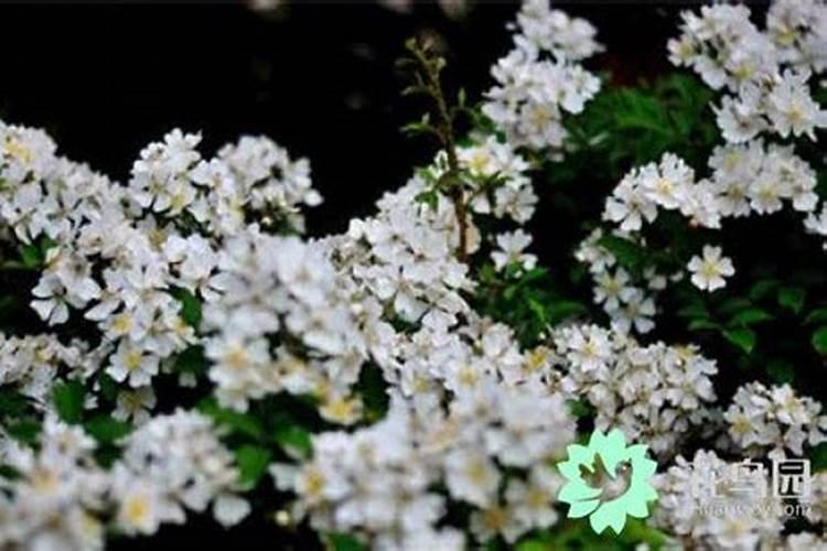 荼蘼花怎么养(荼蘼花的种植方法讲解)