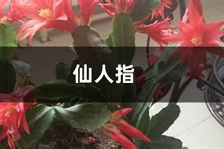 仙人指软塌塌的怎么办？一般来说有这两个原因,教你如何让它恢复生机。