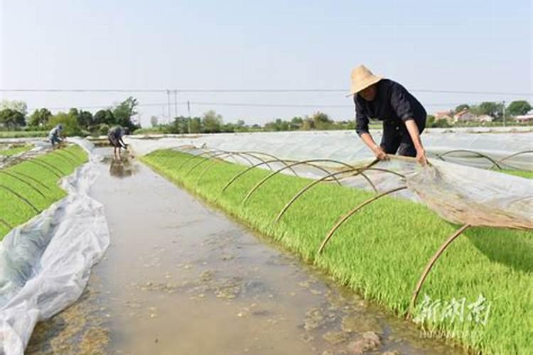 早稻壮秧的培育秘籍：从播种到分蘖的关键步骤