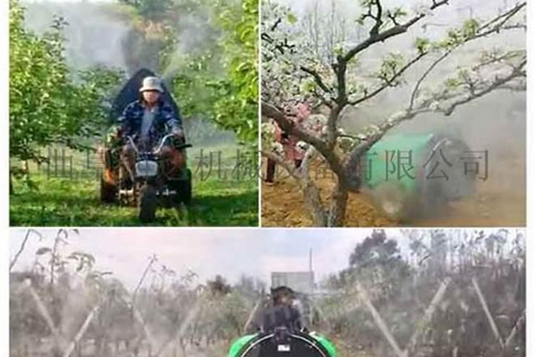 杏树守护战：防虫打药的最佳时机