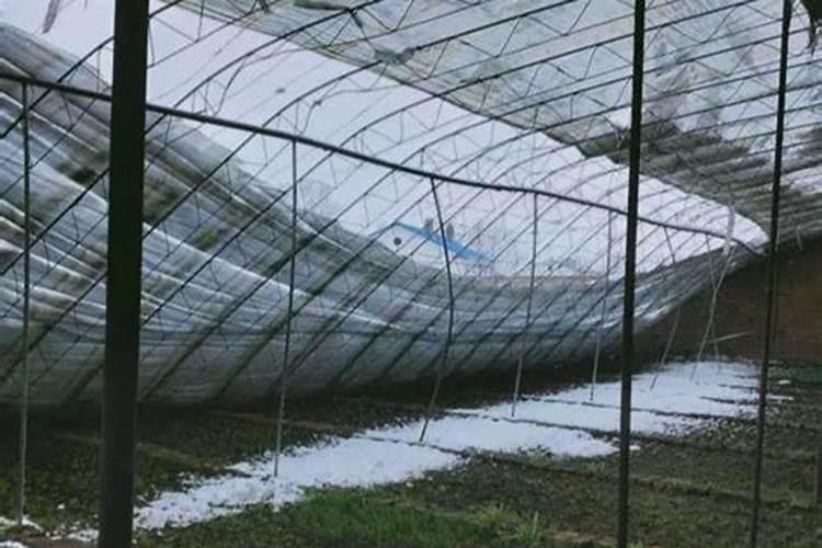 南方大棚蔬菜遭遇冻害如何自救？