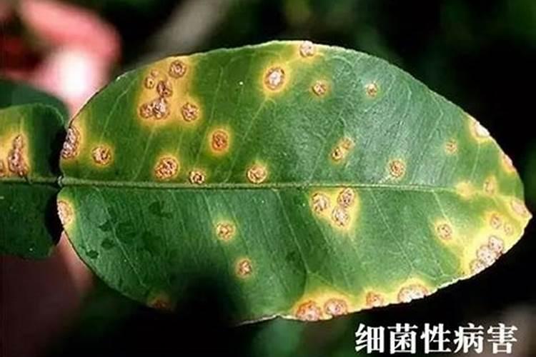 真菌病害和细菌病害怎样分辨