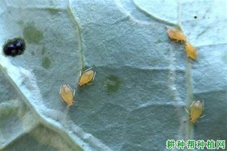 守护甘蓝田园：全面防治甘蓝蚜的策略解析
