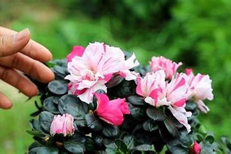 花之舞：修剪杜鹃花的艺术