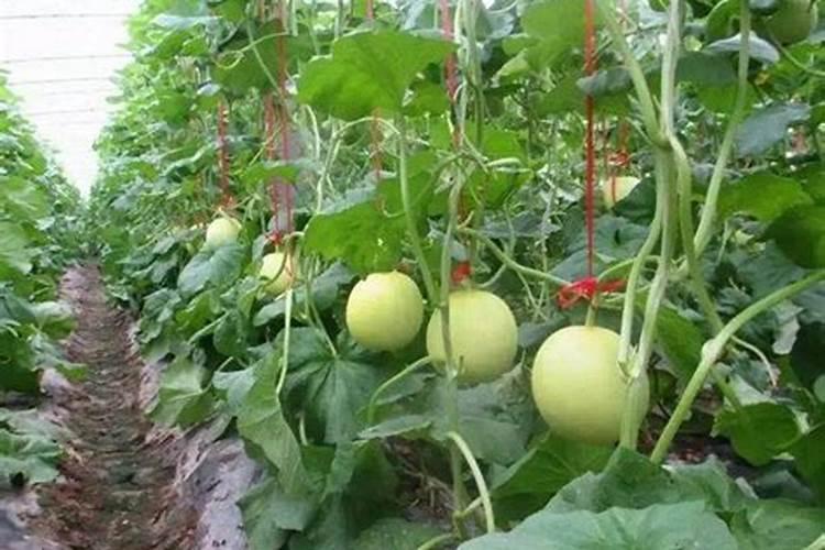香瓜增甜秘诀：选择与施用农家肥料的艺术