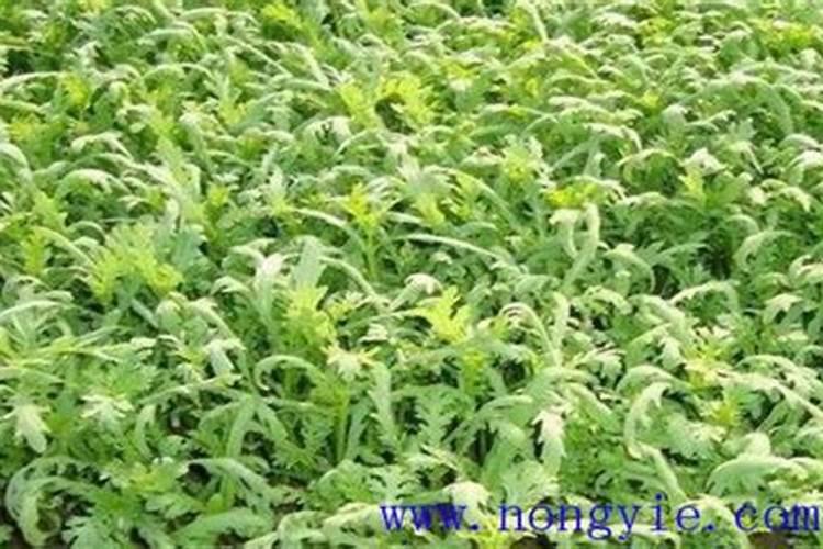 秋季茼蒿病虫害的防治