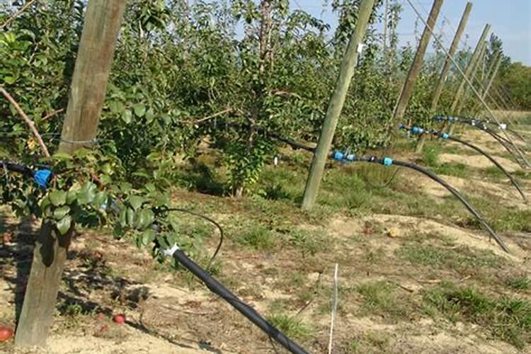 苹果树苗木基地节水灌溉技术
