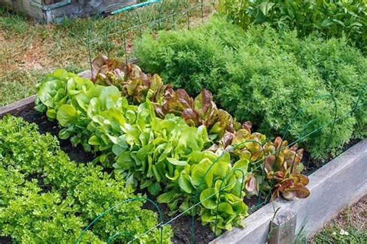 守护绿色餐桌：蔬菜种植中可应用的农药概览