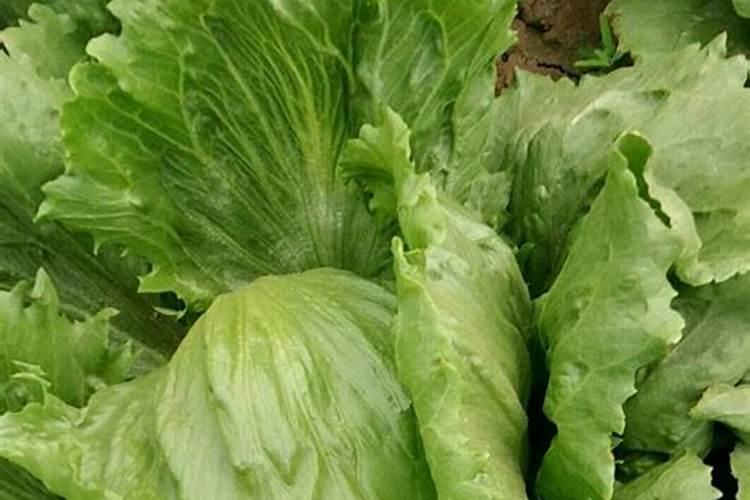 生菜冬季的栽培技术：让绿色蔬菜温暖你的餐桌