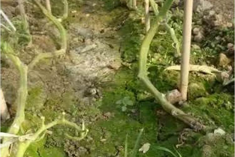 雨水进棚后怎样避免蔬菜死棵？