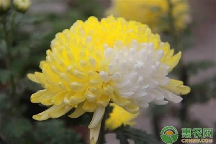 防治菊花白粉病的方法？