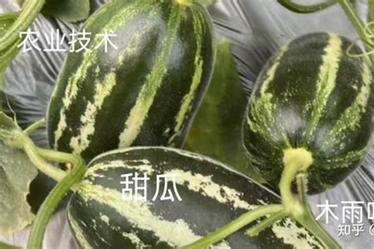 甜瓜的种植方法有哪些，甜瓜生长需要什么条件？