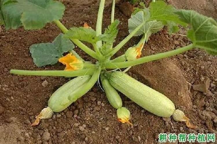 导致西葫芦化瓜的三种原因