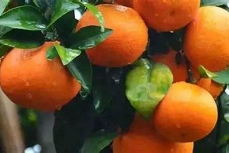 柑橘不同时期有哪些施肥方法？