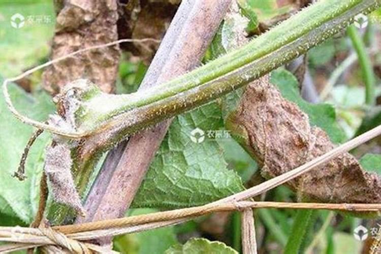 揭秘棚栽黄瓜蔓枯病：症状、原因与防治策略