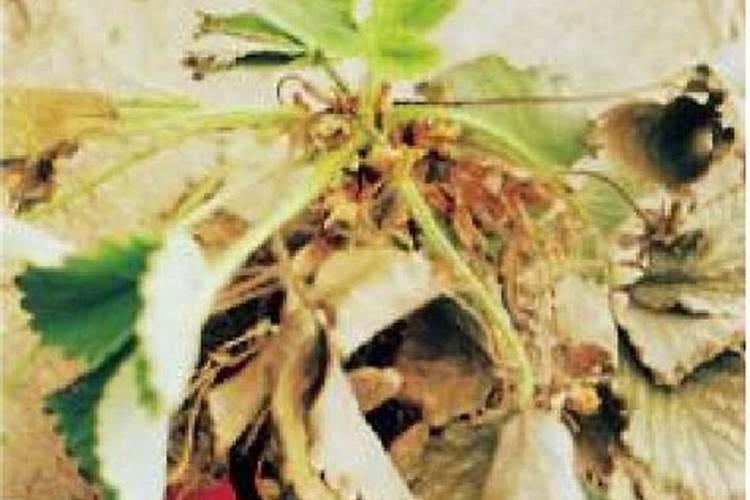 草莓叶枯病的识别与防治策略