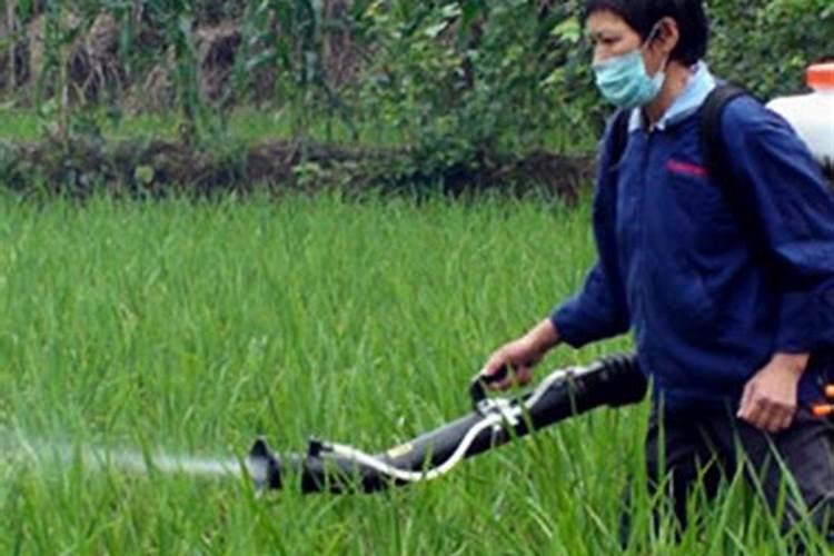 水稻倒春寒如何追肥打药，有哪些注意事项？