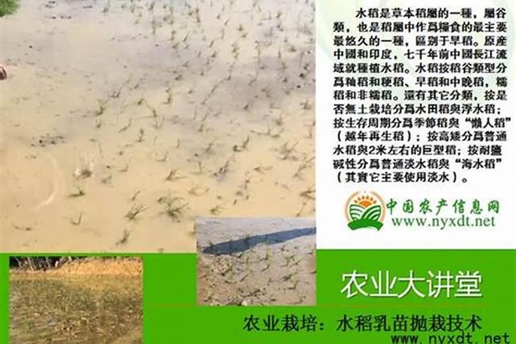 水稻乳苗抛栽技术要点及管理方法？